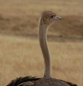 ostrich